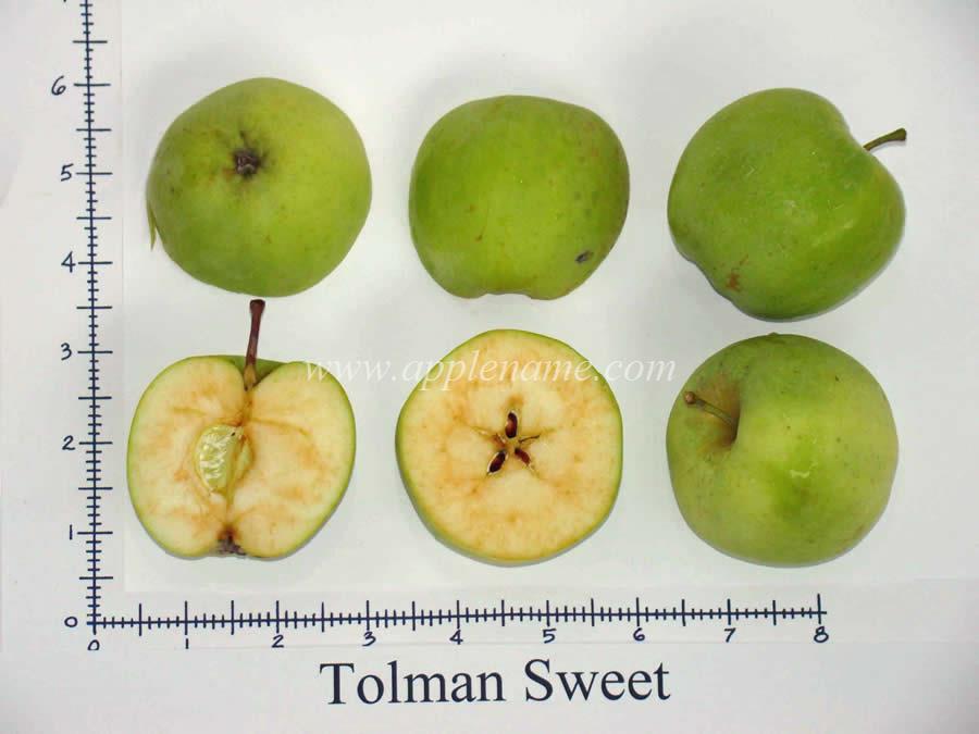Tolman Sweet apple identification