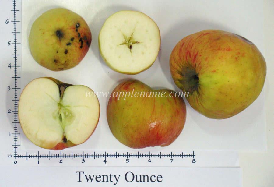 Twenty Ounce apple identification