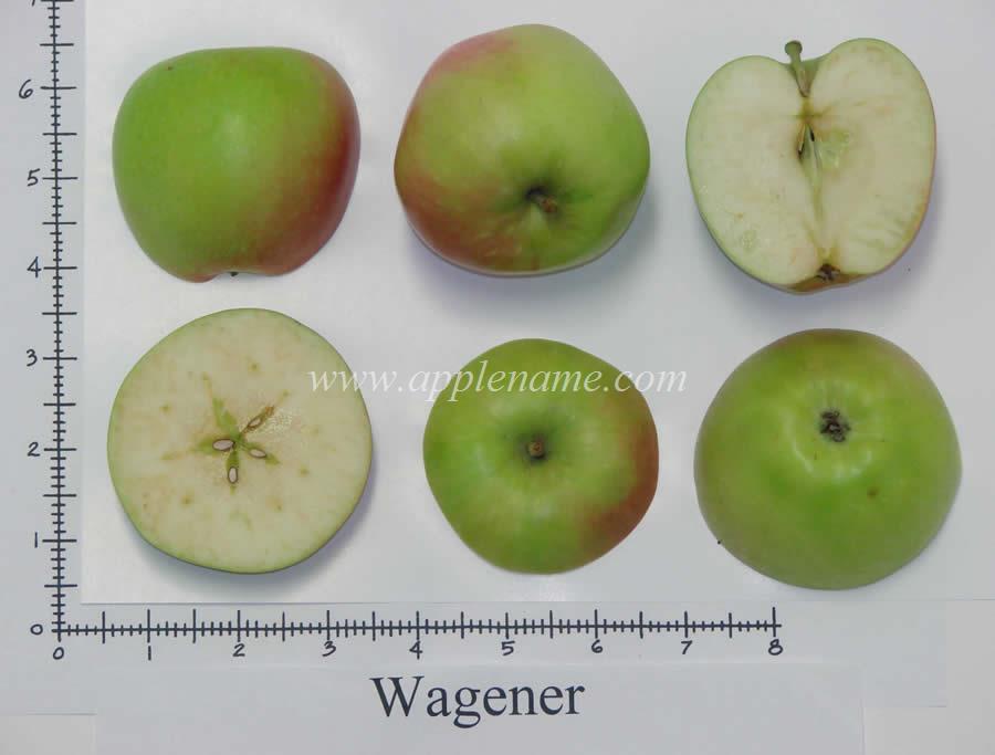 Wagener apple identification