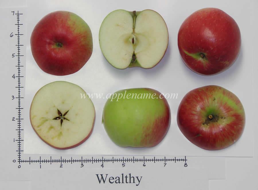 Wealthy apple identification