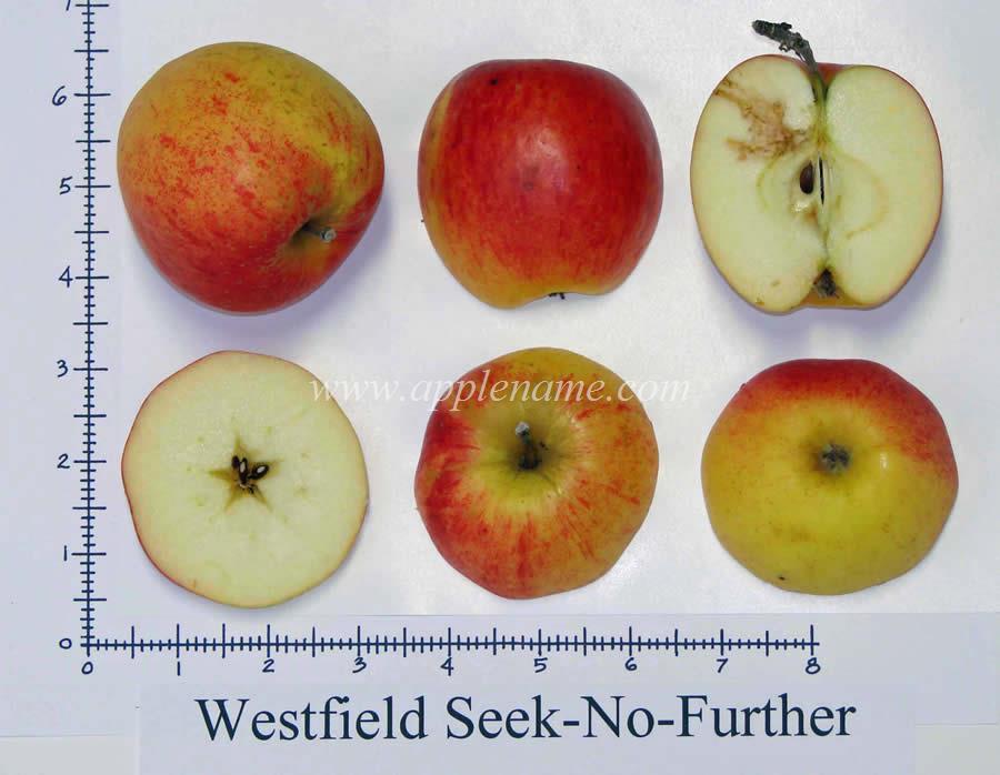 Westfield Seek-no-Further apple identification