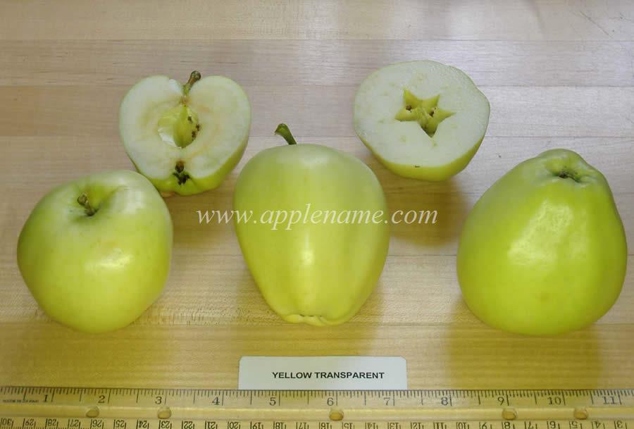Yellow Transparent apple identification
